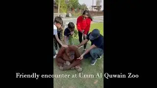 #UAE | The Zoo Wildlife Park | Umm Al Quwain ZOO | #zoo | Funny Encounter with Gorilla