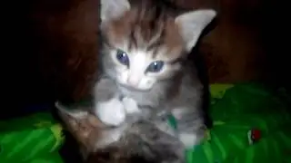 Просто котята :)