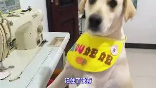 如何教会狗狗认识家里物品 #萌宠出道计划 #宠物训练 #不养狗不知道养狗的乐趣