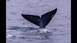 BLUE WHALES SRI LANKA: Whale watching, sea turtles and Yala elephant safari in three-days