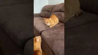 ❤️Кот Артём❤️                                                            Как Артём в гости ходил))