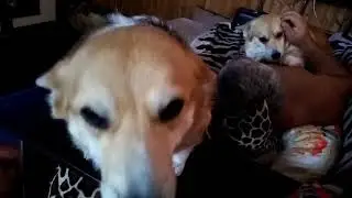 Наши корги . Любимые, родные, смешные)
