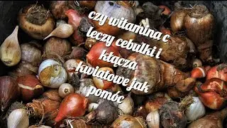 czy witamina c leczy cebulki i kłącza kwiatowe jak pomóc