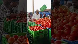 Punganur tomato Market 🍅🍅🍅 6/10/2024 #punganurtomatomarket #tomatomarket #trending