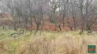 Caccia a Beccacce - Fara con Odet alla prima uscita in Scozia