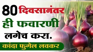 कांदा फुगवण्यासाठी उपाय | 80 दिवसानंतर ही फवारणी लगेच करा कांदा फुगेल लवकर | kanda fugvan upay