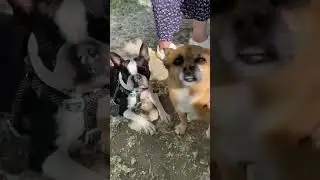 #shorts#собаки#правдажизни#шок#ханна#юмор Страшная тайна. Собачья тусовка.