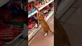 Кот робит завотделом. Дикторская озвучка