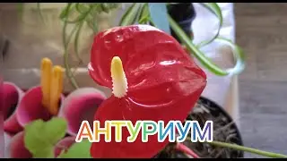 Переваливаю цветущий АНТУРИУМ - мужское счастье