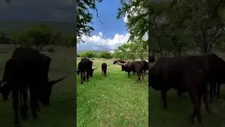 ankole cattle
