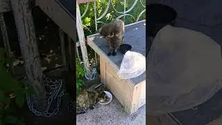 #кронштадт #бездомные #кошка 🤗❤️😻