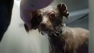 Pet-Ag Fresh 'n Clean Consumer Shampoo