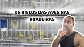 OS RISCOS DAS AVES NAS VOADEIRAS