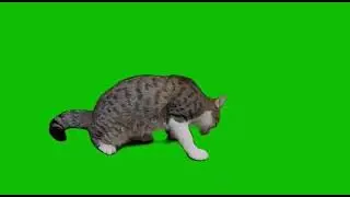 Green Screen Cat Meow | No Copyright | Green Screen Videos | Green Screen Free Download