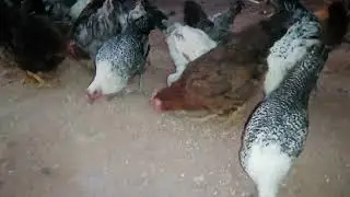 تغدية الدجاج البلدي والفيومي