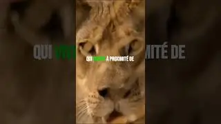 Top 3 des animaux les plus dangereux au monde #lion #crocodile #serpent #animaux #dangerous