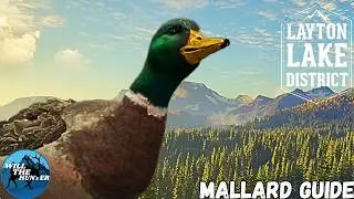 Layton Lakes Mallard Duck Guide, Zone Locations, best Guns + More | TheHunter Call Of The Wild 24/25