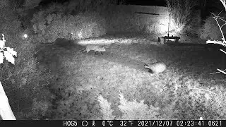 Badger and fox bump into each other