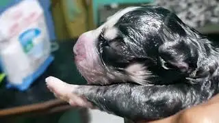 Helping My Pregnant Dog Give Birth to 3 Puppies Male 
