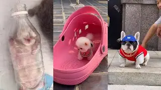 cute Dogs and Cats / Funny moments in life - pet lover 015 # LA
