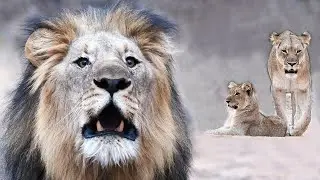 Marataba Coalition and Their Lionesses, Getting to Know the Lions of Moditlo