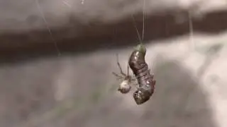 HUNGRY SPIDER