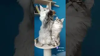 Мои мальчишки Afinogen и  Barmaley! #kitten #cat #mainecoon #funny #cutecat #pets