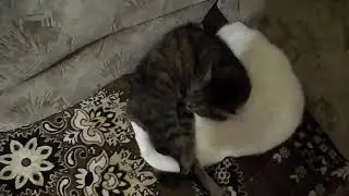 ДРЫХНУТ СЛАДКО КОТ И КОШКА , УМОРИЛИСЯ НЕМНОЖКО