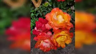 Piñata Climbing Rose