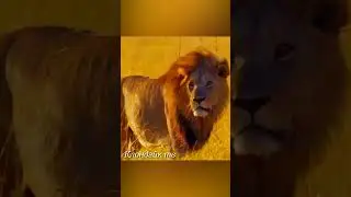 Гиена укусила льва за морду  #animalsvideo #animals