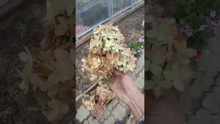 Не выбрасывайте соцветия гортензий.