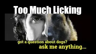 New Puppy is Licking My Lab's Penis and Ears - ask me anything - Dog Training