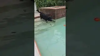 Training my dog to get into the pool...