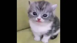 CAT TRAINING 🐱 | HOW TO TRAIN YOUR CAT 🐈 | CAT TRAIN | MEOWMEOW | #shorts