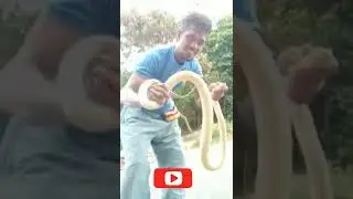ULAR PALING BERBISA MEMATIKAN DI INDONESIA