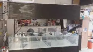 Shallow Reef Build Pt1.