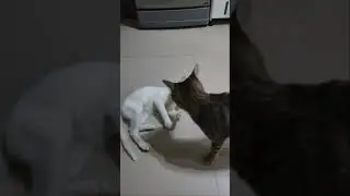 Cat l Bazte and Dvine Vlogs