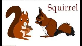 How to draw a squirrel, how to draw a beautiful squirrel