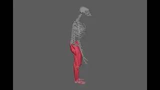 3D Model Reconstructing the Lower Limb Muscles of Fossil Al 288–1