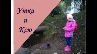 Прогулка с утками