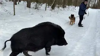 An Unexpected Encounter | Friendship with a Wild Boar