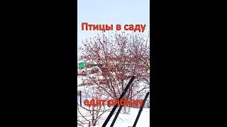 Птицы в моём саду едят рябину 
