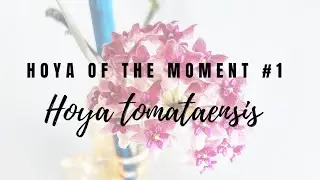 Hoya of the Moment #1: Hoya tomataensis