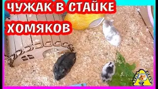 Как примут Орешу другие хомяки? / Подселение хомяка в стайку  / Алиса Изи  Петс / Alisa Easy Pets