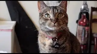 HORROR SHOW THEATER - Dumb Cat
