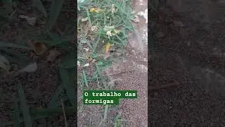 Formigas formando um formigueiro
