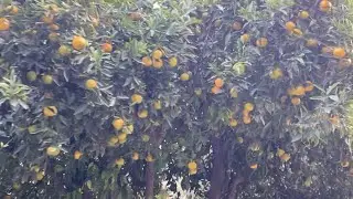 Cyprus Oranges in the Park