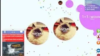 чашка петри проигрыш 1 видео