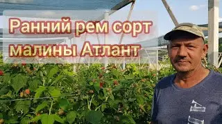 Рем сорт малины Атлант. Один из самых первых