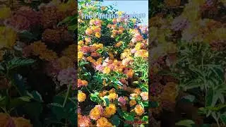 The Lantana Flowers/Super Ganda